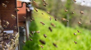 Future of bees at risk as temperatures rise, Trump to cut research funds