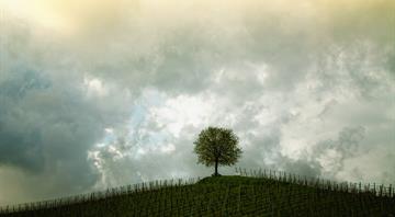 Government ‘failing to support natural regeneration of trees in England’ Government ‘failing to support natural regeneration of trees in England’