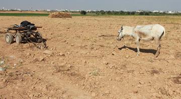 Less than 5% of Gaza's cropland is useable, UN assessment shows