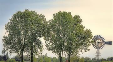 Alarm call as world's trees slide towards extinction Alarm call as world's trees slide towards extinction