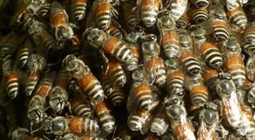 Colony of invasive red dwarf honeybee found for first time in Europe Colony of invasive red dwarf honeybee found for first time in Europe