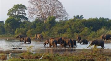 Death tolls mount as elephants and people compete for land in Sri Lanka