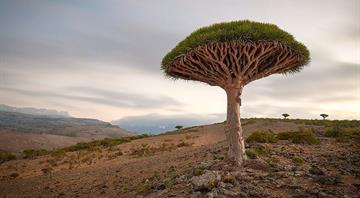 One of Earth’s rarest trees threatened by climate change and goats One of Earth’s rarest trees threatened by climate change and goats