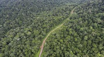 Network of ‘ghost roads’ paves the way for levelling Asia-Pacific rainforests