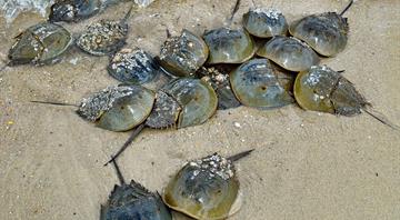 Horseshoe crabs, living fossils of the sea, draw endangered species petition