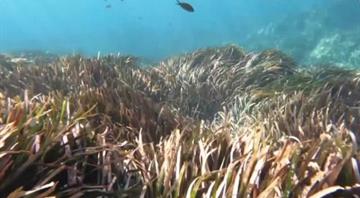 Local teams in Tunisia save sea plants from warming waters Local teams in Tunisia save sea plants from warming waters