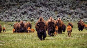 Herd of 170 bison could help store CO2 equivalent of 43,000 cars, researchers say Herd of 170 bison could help store CO2 equivalent of 43,000 cars, researchers say