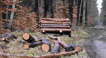 Amazon forest felled to build road for climate summit Amazon forest felled to build road for climate summit