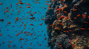 Fears Trump’s deep-sea mining order will irreparably harm ecosystems Fears Trump’s deep-sea mining order will irreparably harm ecosystems