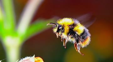 Bumblebee nests are overheating to fatal levels, study finds Bumblebee nests are overheating to fatal levels, study finds