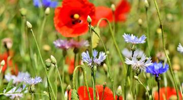 England’s nature-friendly farming budget to be cut by £100m England’s nature-friendly farming budget to be cut by £100m
