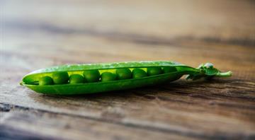 Peas better alternative to meat than fake burgers, Oxford study finds Peas better alternative to meat than fake burgers, Oxford study finds