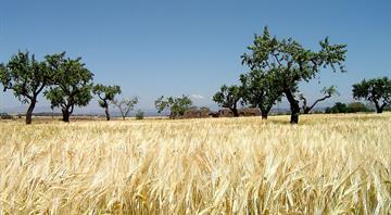 Ill-judged tree planting in Africa threatens ecosystems, scientists warn