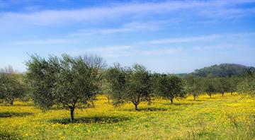 Spanish olive trees find new home on Hungary's slopes as climate warms Spanish olive trees find new home on Hungary's slopes as climate warms