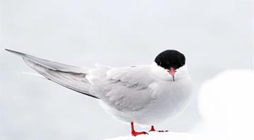 Five seabirds added to UK red list of most concern Five seabirds added to UK red list of most concern