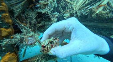 UAE: Ancient Emirati techniques help restore coral reefs UAE: Ancient Emirati techniques help restore coral reefs
