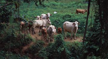 Methane emissions rising in beef-rich Brazil, climate group