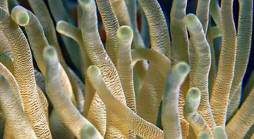Concern over major coral bleaching off UAE coast Concern over major coral bleaching off UAE coast