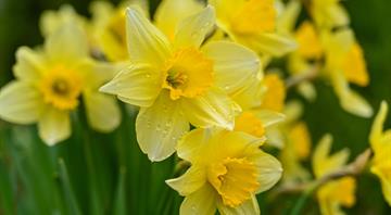 Hunt for rare daffodils that are feared lost Hunt for rare daffodils that are feared lost