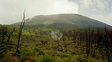 DR Congo conflict fuels forest loss