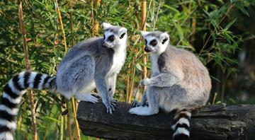 World's oldest climate fund targets wildlife bonds for every country in Africa