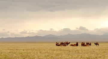Mongolia signs landmark climate finance deal for its grasslands Mongolia signs landmark climate finance deal for its grasslands