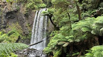 Australia's rainforests are releasing more carbon than they absorb, warn scientists Australia's rainforests are releasing more carbon than they absorb, warn scientists