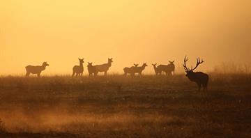 Collapsing wildlife populations near ‘points of no return’, report warns Collapsing wildlife populations near ‘points of no return’, report warns