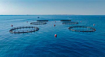 Environment Agency –Abu Dhabi launches sea cage aquaculture project using Artificial Intelligence tools Environment Agency –Abu Dhabi launches sea cage aquaculture project using Artificial Intelligence tools