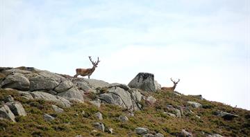 Why wild venison is a climate-friendly swap for beef