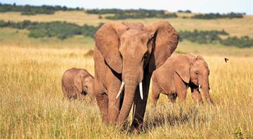 Belgium bans hunting trophy imports, activists want Europe to follow