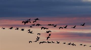 Climate disruption to UK seasons causes problems for migratory birds Climate disruption to UK seasons causes problems for migratory birds
