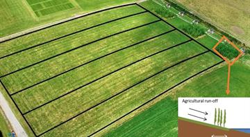 Queen’s research shows willow buffers reduce the environmental footprint of farming Queen’s research shows willow buffers reduce the environmental footprint of farming