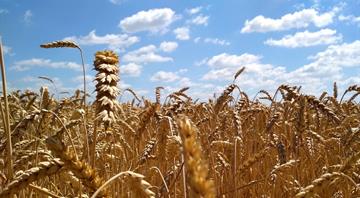 ‘Climateflation’ could push up UK food prices by more than a third by 2050, report says