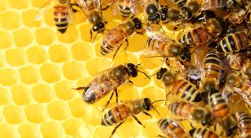 Bees, once buzzing in honey-producing Basra, hit by Iraq's water crisis Bees, once buzzing in honey-producing Basra, hit by Iraq's water crisis