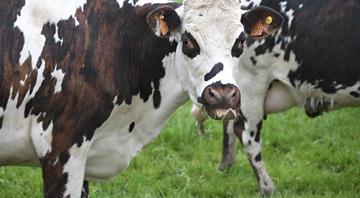 Denmark bets on cow feed additive to reduce methane emissions