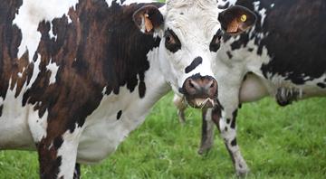 Denmark bets on cow feed additive to reduce methane emissions Denmark bets on cow feed additive to reduce methane emissions