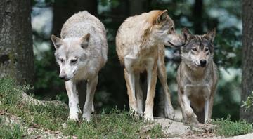 EU proposes ending wolves' 'strictly protected' status in Europe EU proposes ending wolves' 'strictly protected' status in Europe