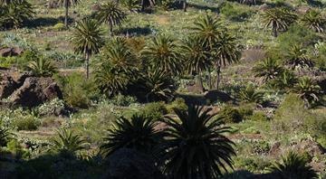 EU eases deforestation law reporting for companies EU eases deforestation law reporting for companies