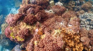 Indonesia and US seal $35 mln coral reef debt swap Indonesia and US seal $35 mln coral reef debt swap