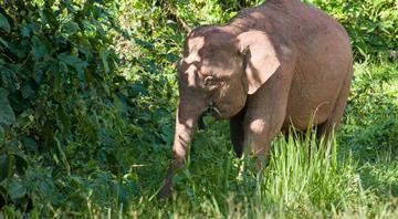 World's smallest elephant in danger of dying out World's smallest elephant in danger of dying out
