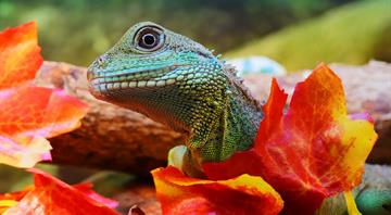Animals more likely to become extinct in China than elsewhere -survey Animals more likely to become extinct in China than elsewhere -survey