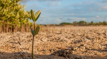 Iraq plants mangrove trees to battle erosion