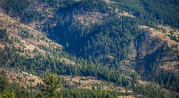 UK delays to environment law have led to massive deforestation, report says UK delays to environment law have led to massive deforestation, report says