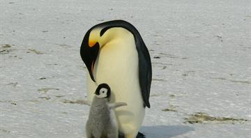 Emperor penguins suffered mass breeding failures in 2023 amid record low sea ice
