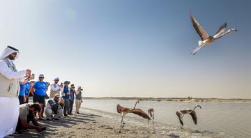 The Environment Agency–Abu Dhabi, in Collaboration with the Yas SeaWorld® Research & Rescue Center, Successfully Rehabilitated and Released 10 Greater Flamingos from Al Wathba Wetland Reserve The Environment Agency–Abu Dhabi, in Collaboration with the Yas SeaWorld® Research & Rescue Center, Successfully Rehabilitated and Released 10 Greater Flamingos from Al Wathba Wetland Reserve