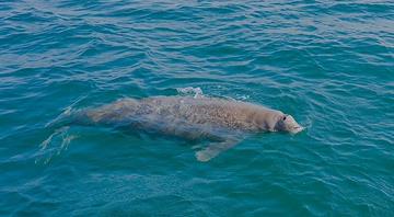 Abu Dhabi's marine ecosystem thrives with coral, dugong, and turtle