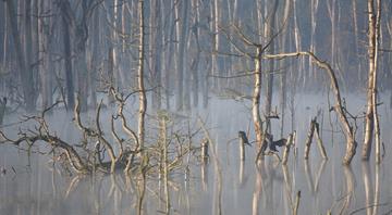Protecting 1.2% of Earth would prevent most extinctions, study says Protecting 1.2% of Earth would prevent most extinctions, study says