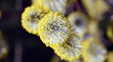 Longer Allergy Seasons And Increased Pollen: How Changing Temperatures Are Making Allergies Worse Longer Allergy Seasons And Increased Pollen: How Changing Temperatures Are Making Allergies Worse