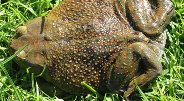 Chile's giant 'living fossil' frog faces threat from climate change and humans Chile's giant 'living fossil' frog faces threat from climate change and humans